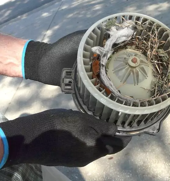 About Air Duct Mice Removal in Edgewater, FL